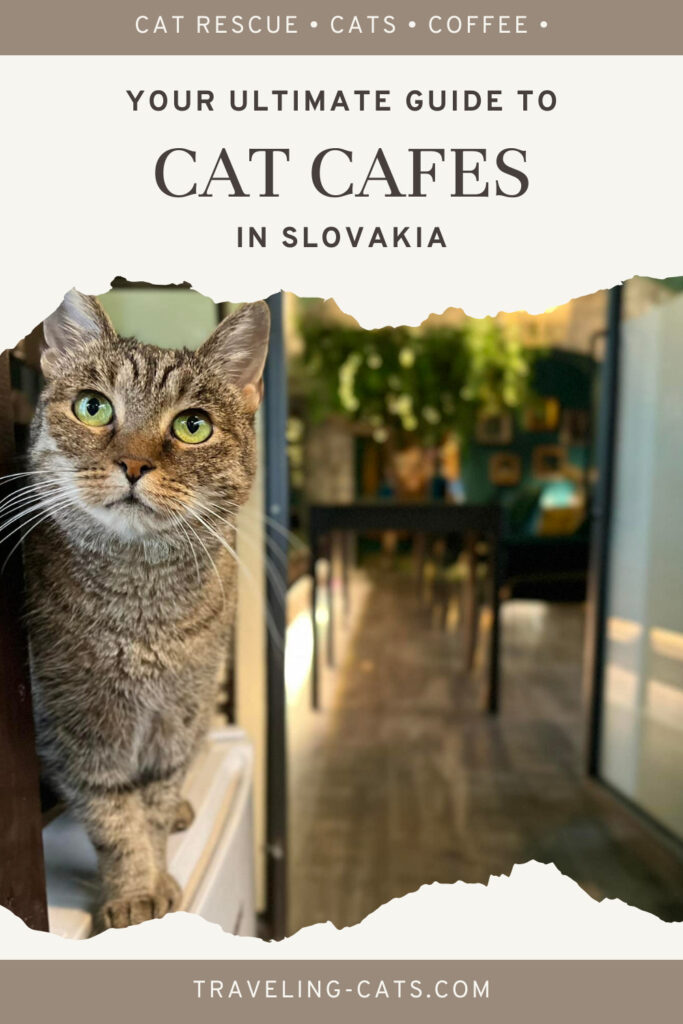 cat cafés Slovakia