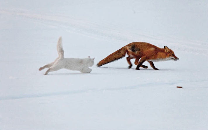 cat chases fox off property