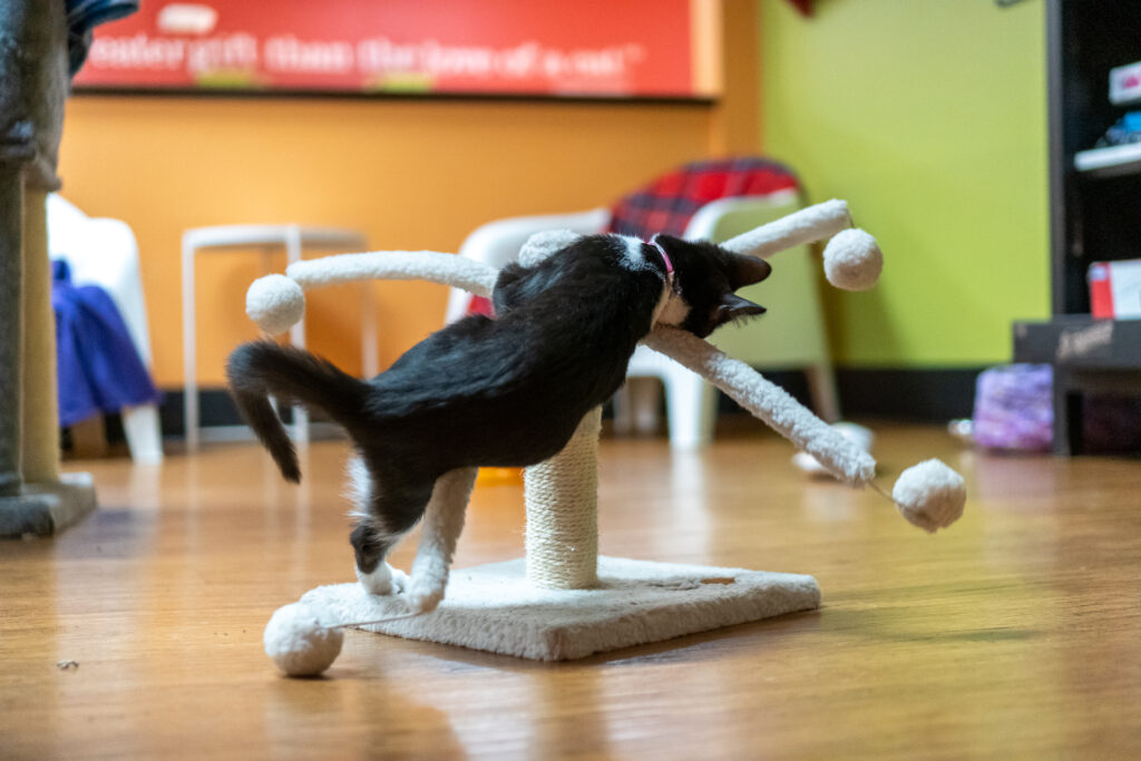 cat having the time of his life