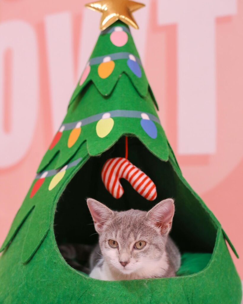 Cats and Caffeine Cat Cafe in Tampa