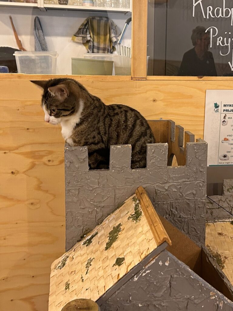 cat in castle