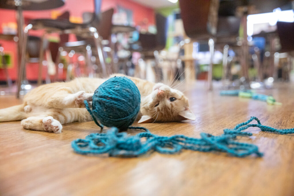 cat playing with ball of wool