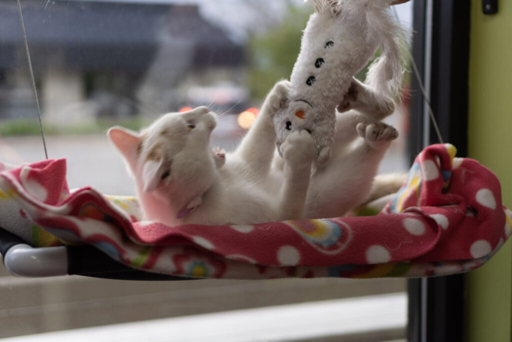 cat playing with snowman