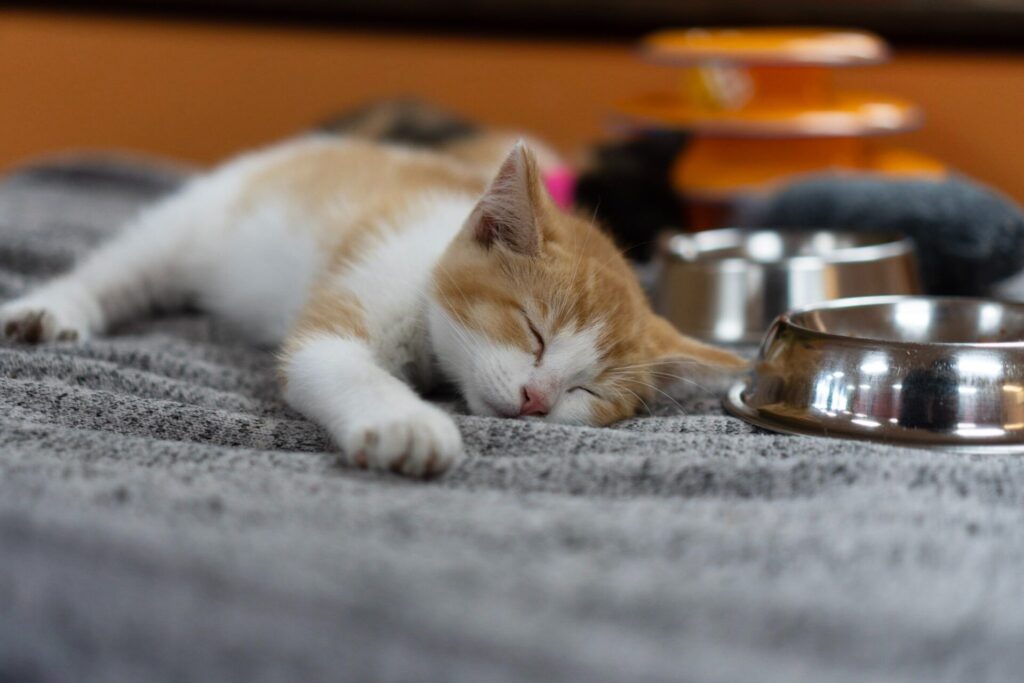 cat sleeping next to food bowl