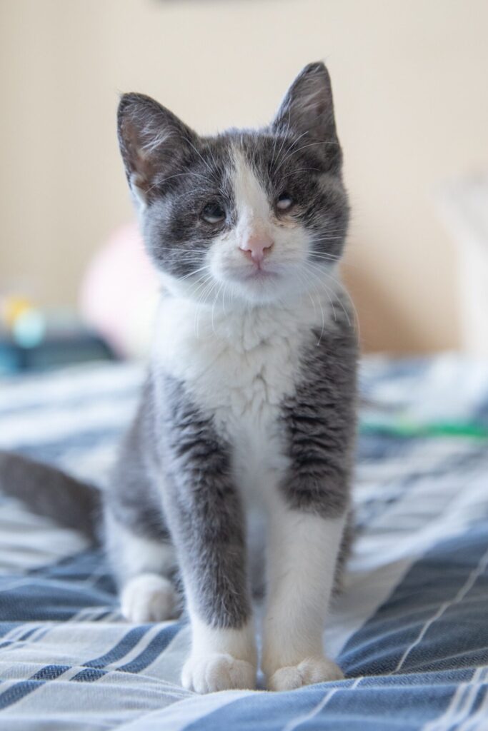 cat without eyelids