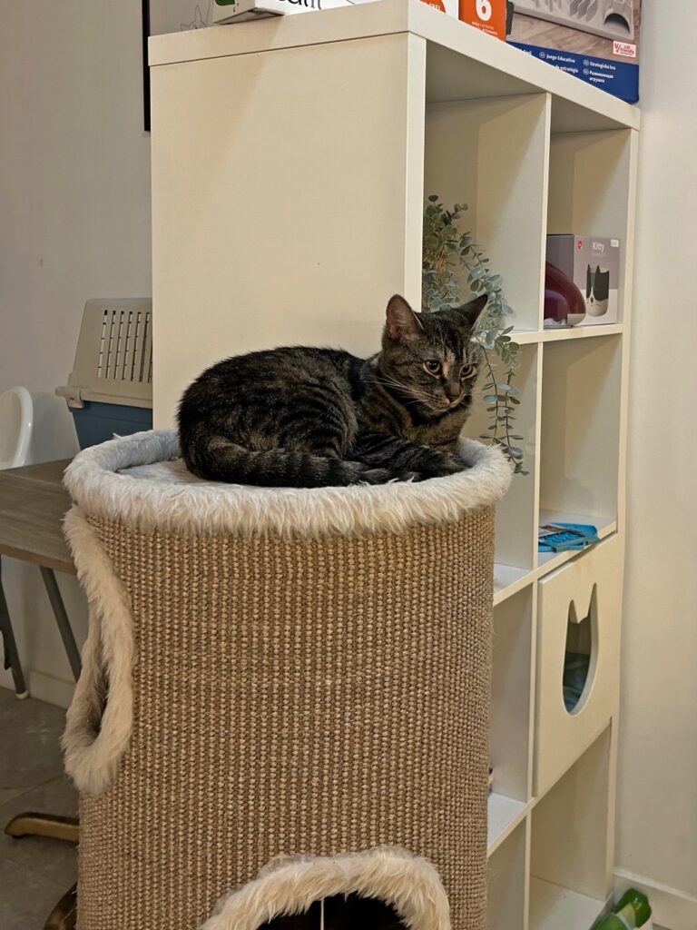 Cats & Cups kattencafé Mechelen
