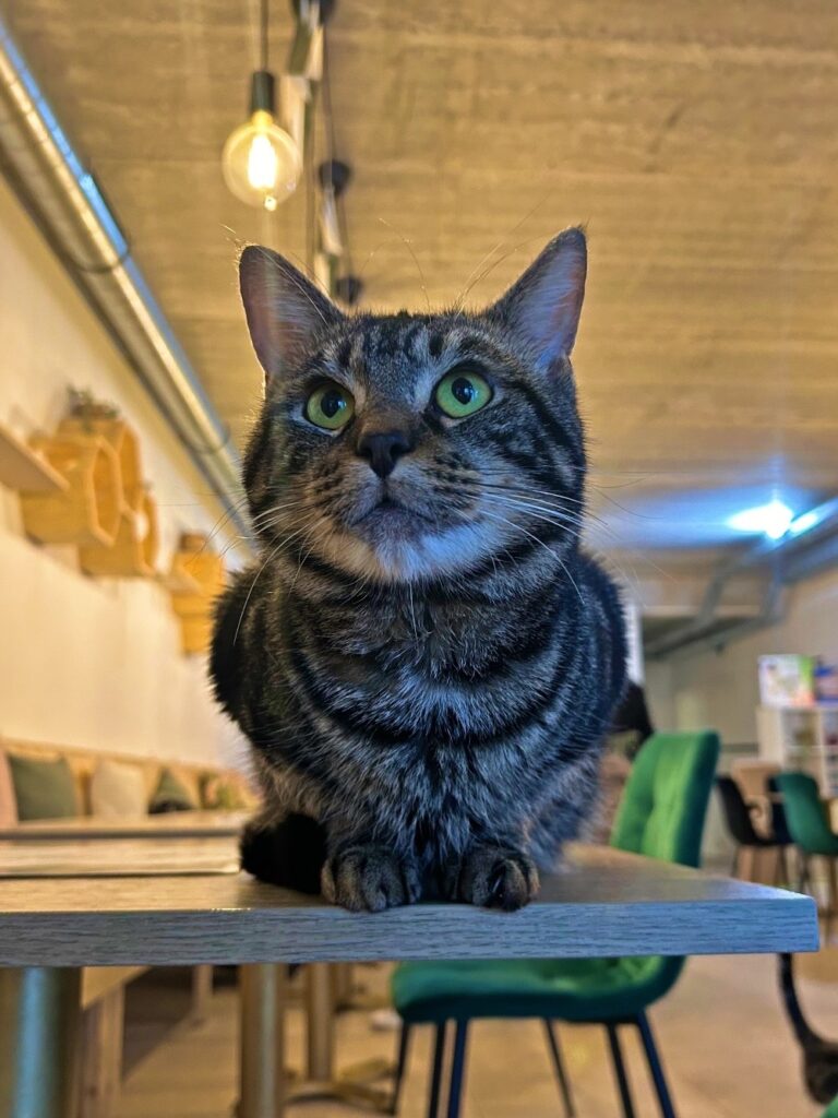 Cats & Cups Mechelen