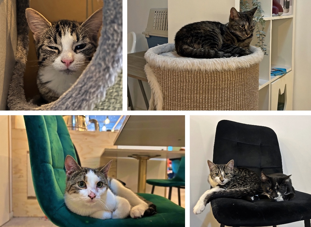 Cats & Cups Mechelen