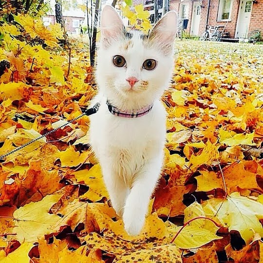 Van cats