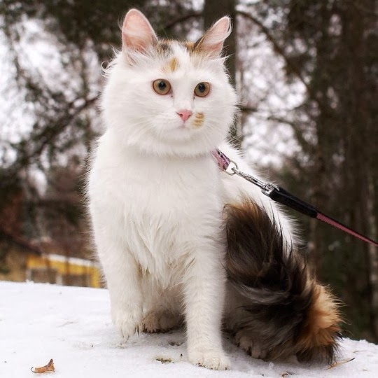 cats in Sweden
