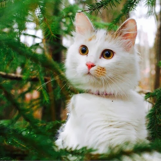 Swedish cats