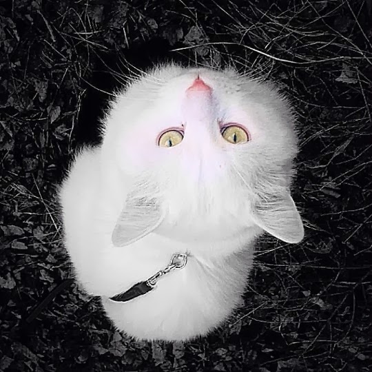 cats of Sweden