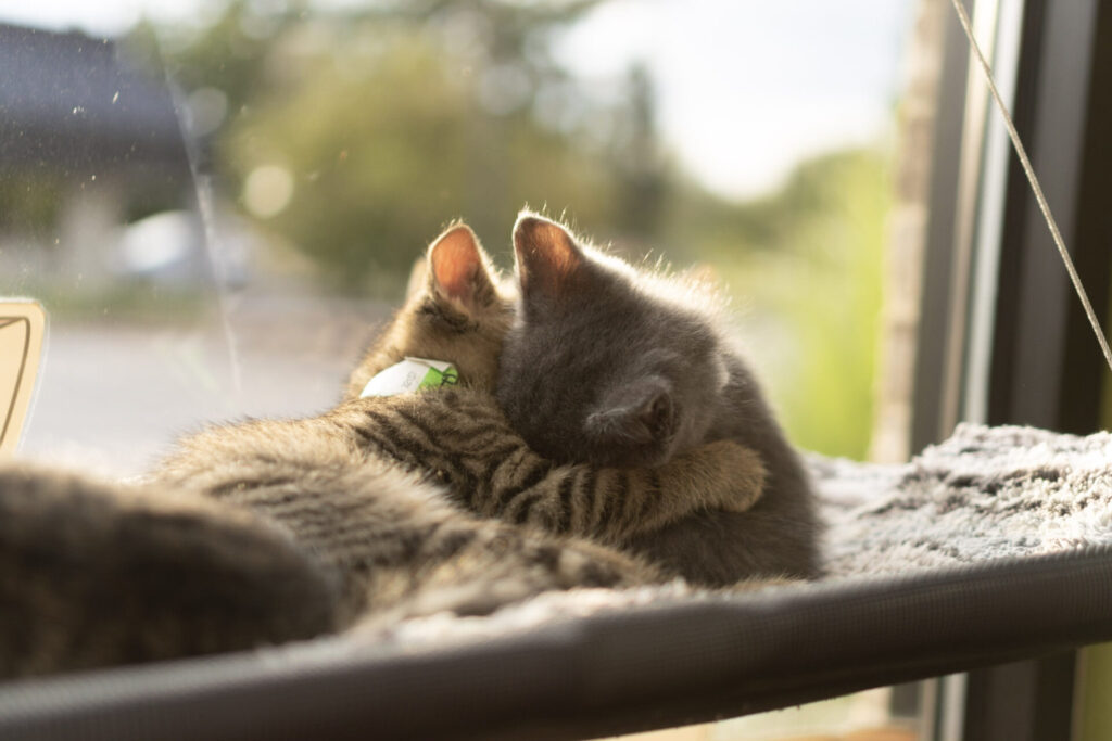 cuddly kittens