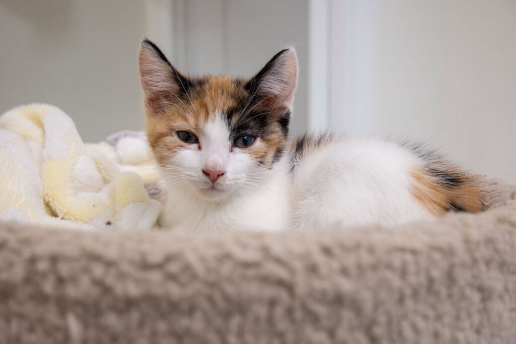 Dayton Beach cat cafe