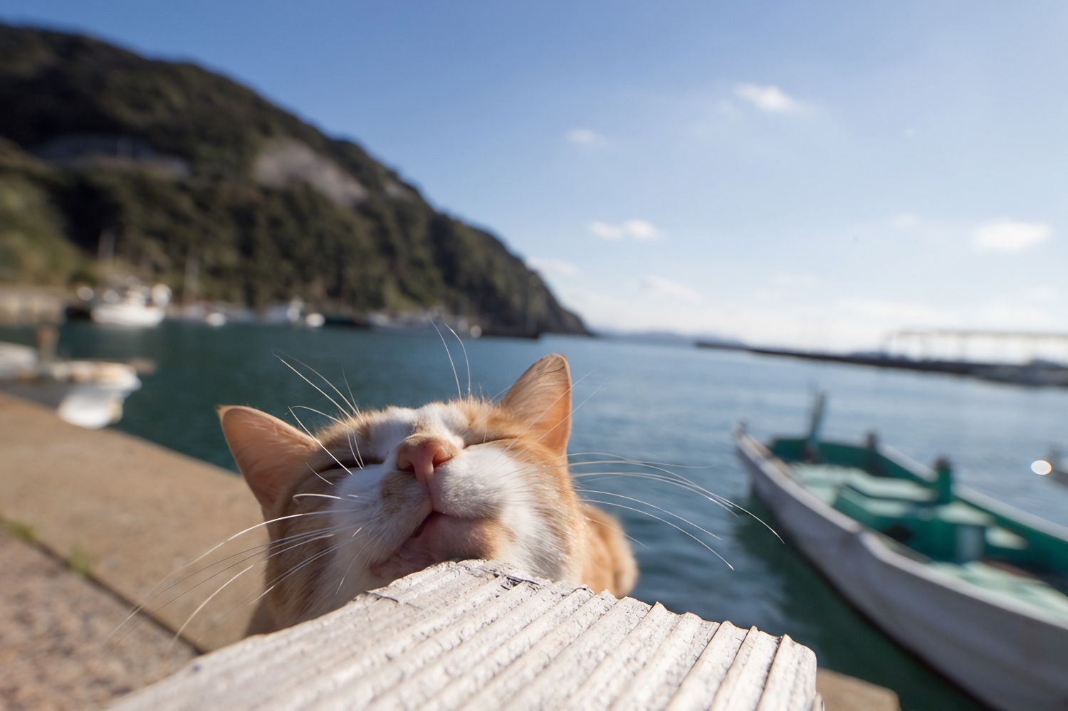 Fukuoka cats