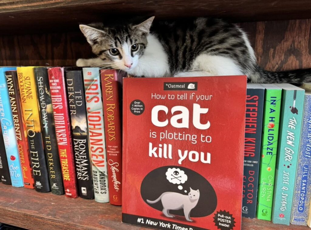 How to Tell if Your Cat is Plotting to Kill You