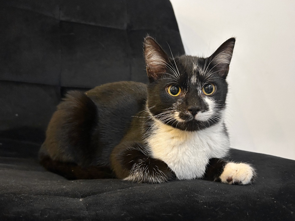 katten Mechelen