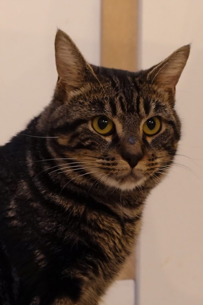 kattencafé in Mechelen