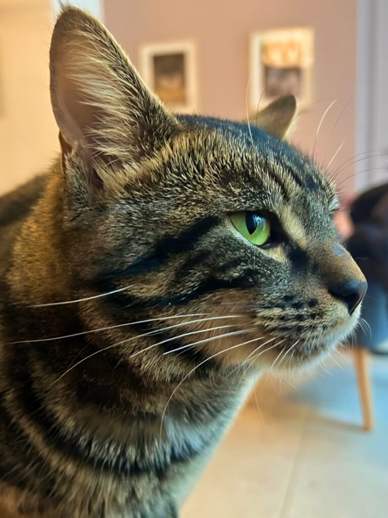 kattencafé Mechelen