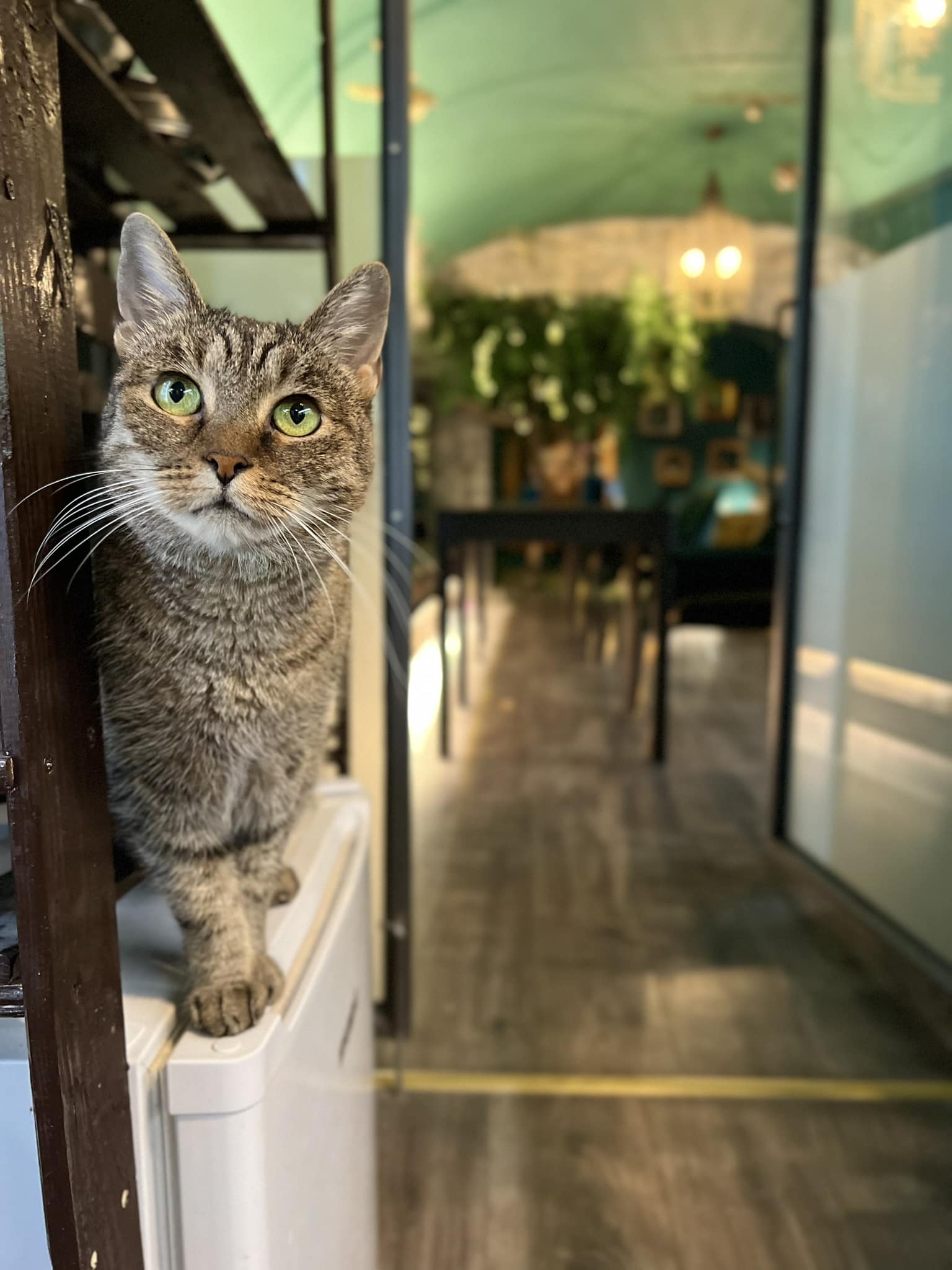 Mačacia Kaviareň Cats and Coffee