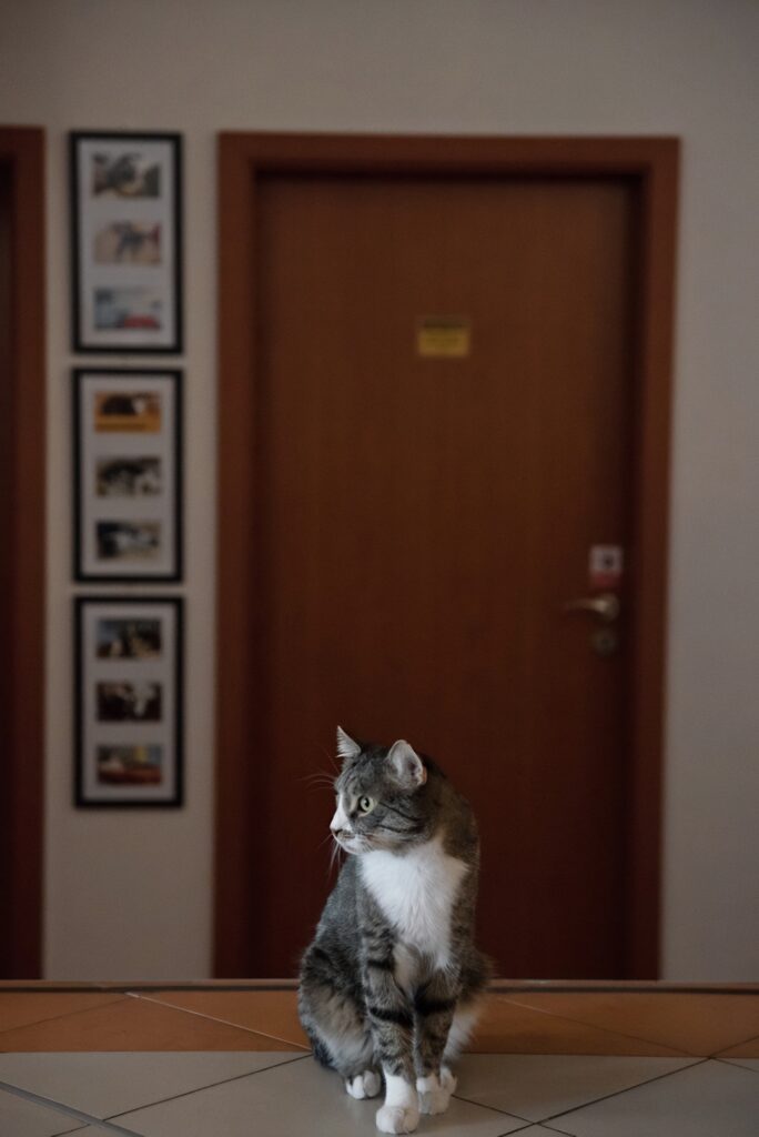 Mačkafé Bratislava (Cat Cafe)