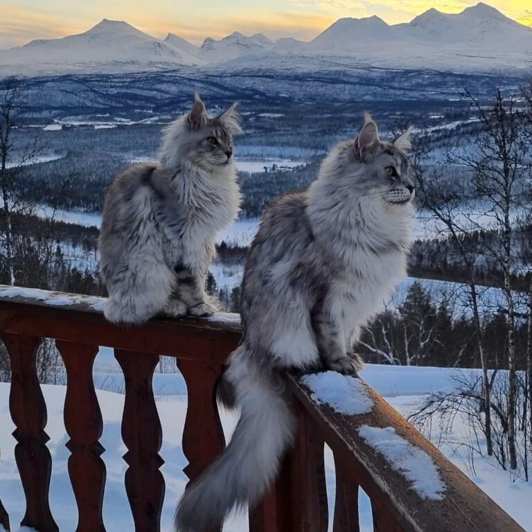 Maine Coons in Målselv in Troms Norway