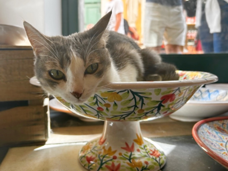 Cat in the window of a souvenir shop just outside the Sassi of Matera