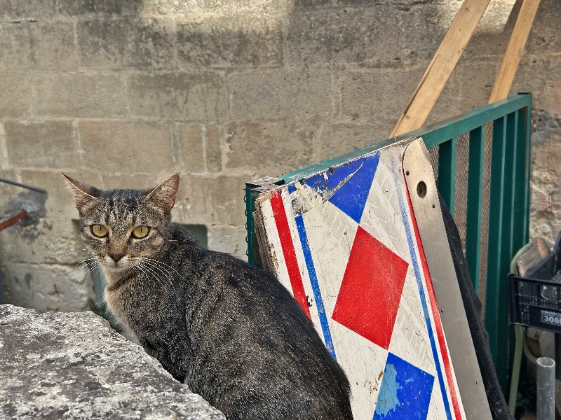 Matera cat