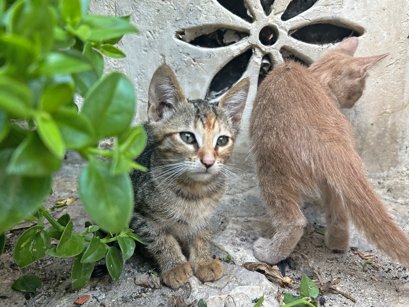 Matera cats