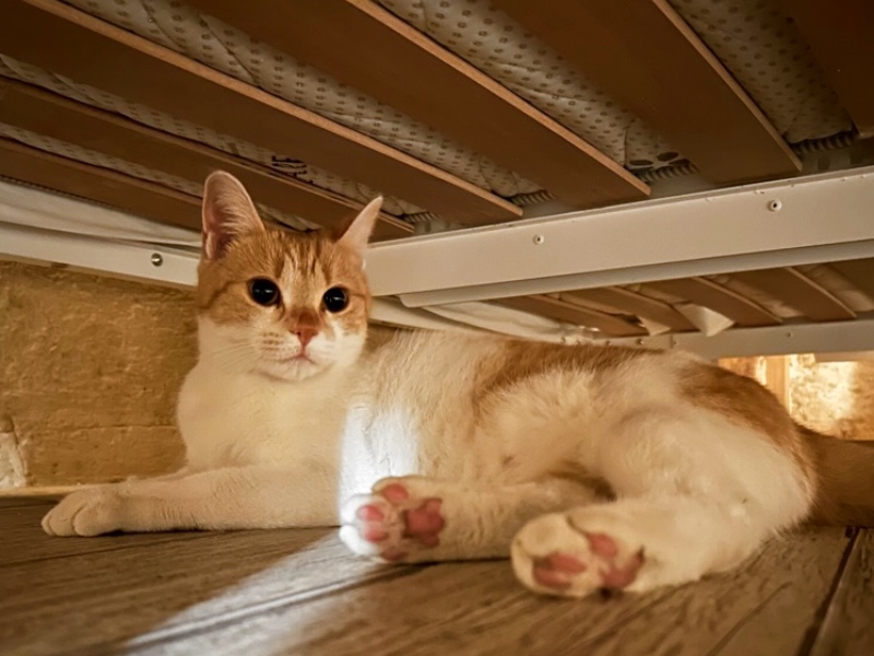 Cat underneath bed at the cave hotel Al Convento in Matera