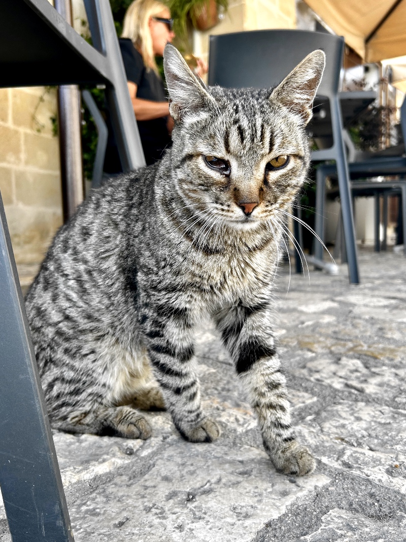 Sick cat near the restaurant Keiv in Matera
