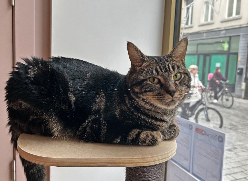 Mechelen katten