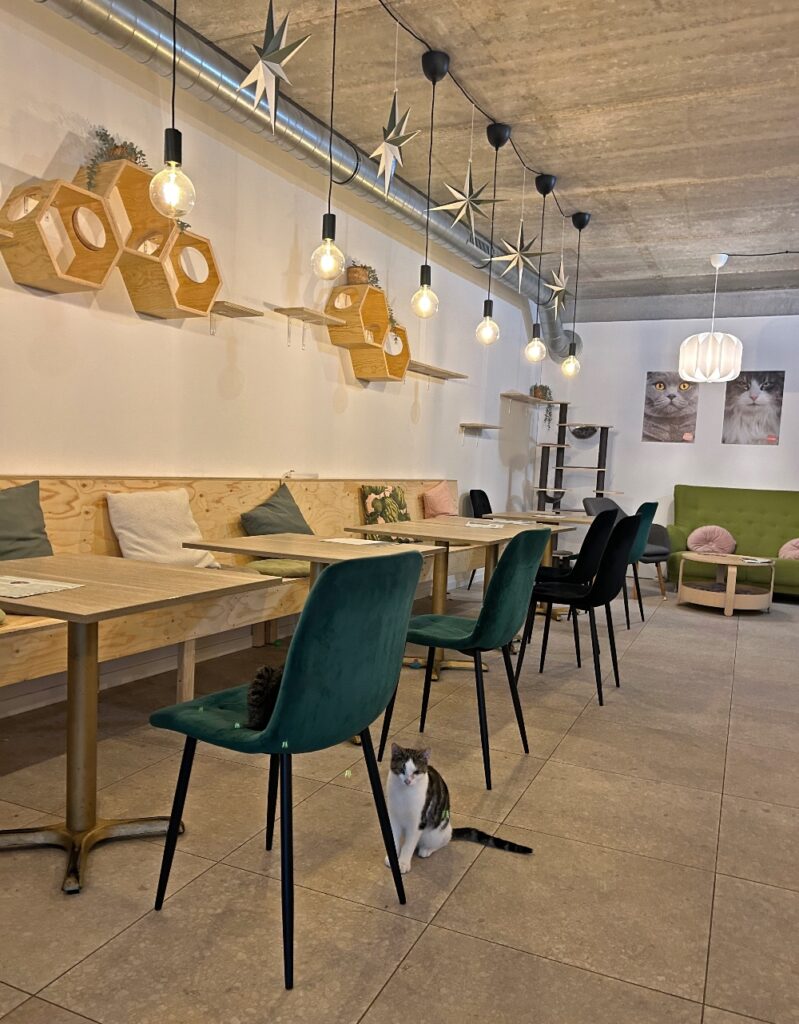 Mechelen kattencafé