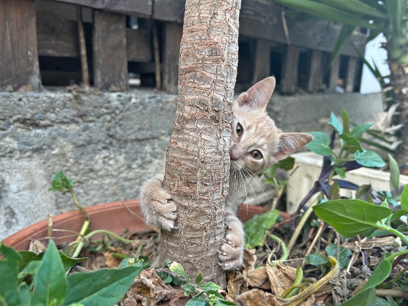 Playful ginger kitten in the Sassi of Matera
