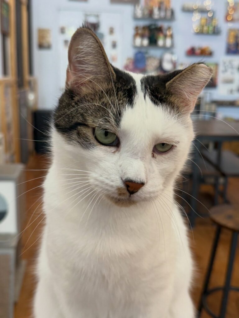 Sassy Cat Club