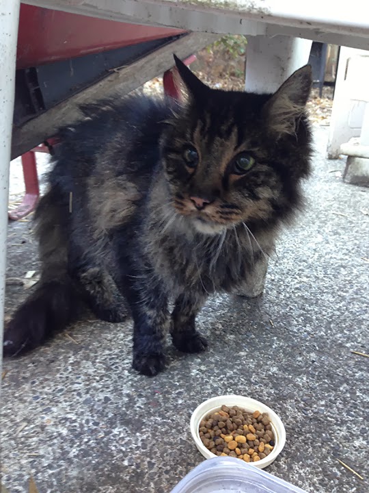 stray cat Vancouver