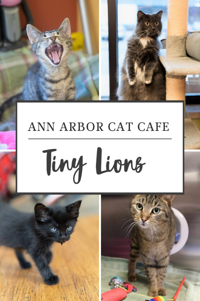 Things to do in Ann Arbor Michigan