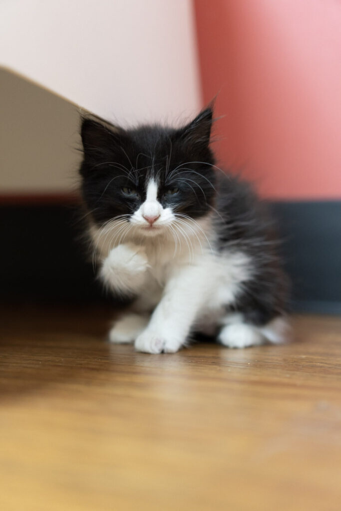 tiny kitten
