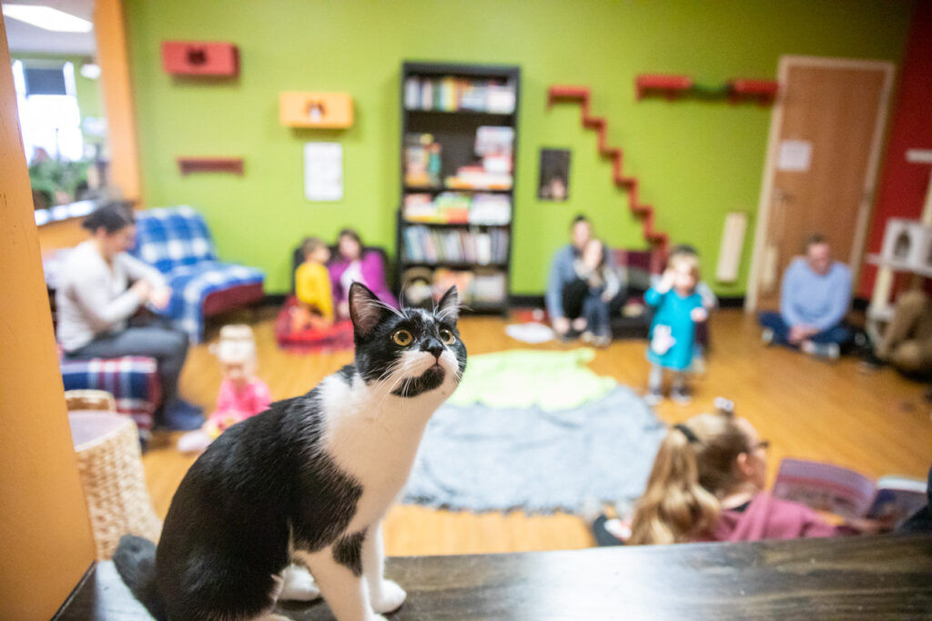 Tiny Lions Lounge and Adoption Center