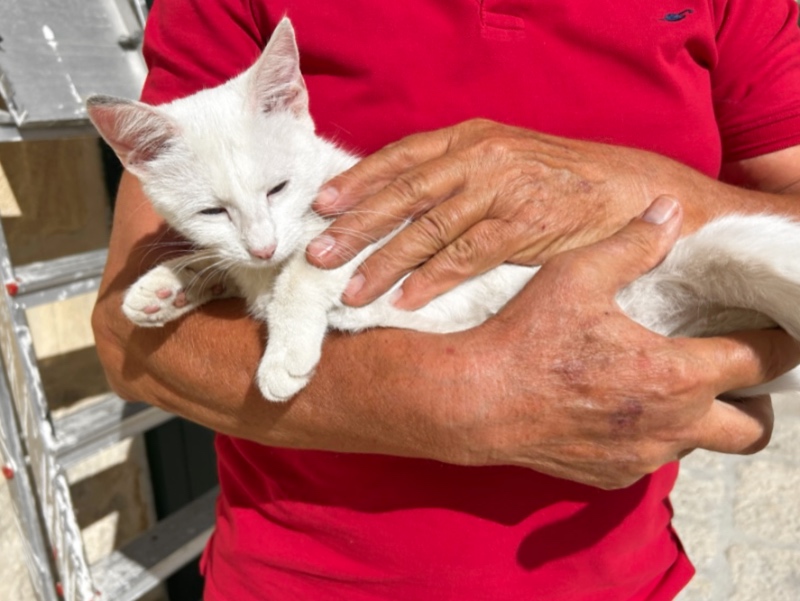 white kitten in arms