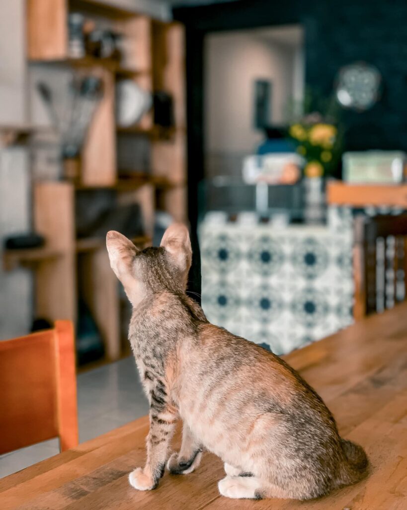 best cat café