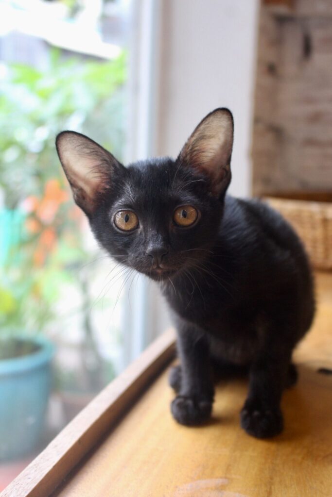 black kitten