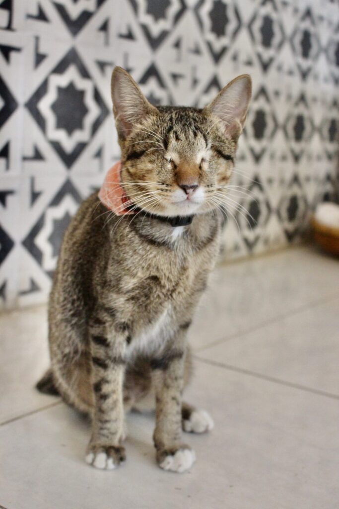 blind cat