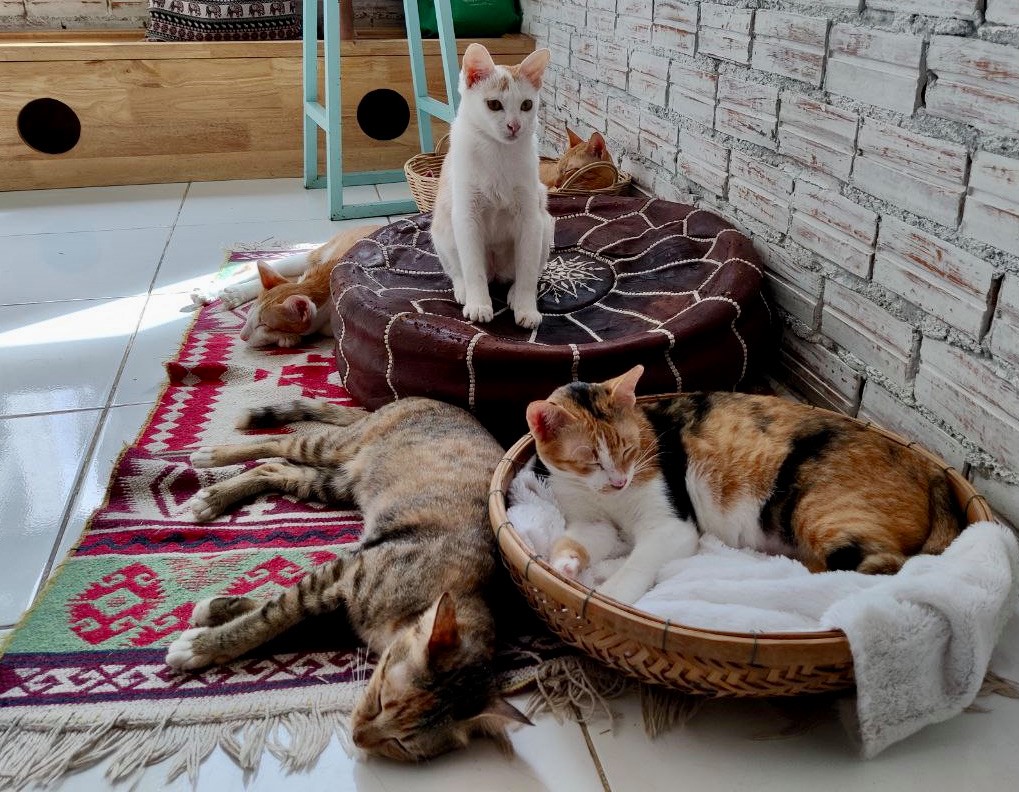 Ministry of Cat café in Cambodia