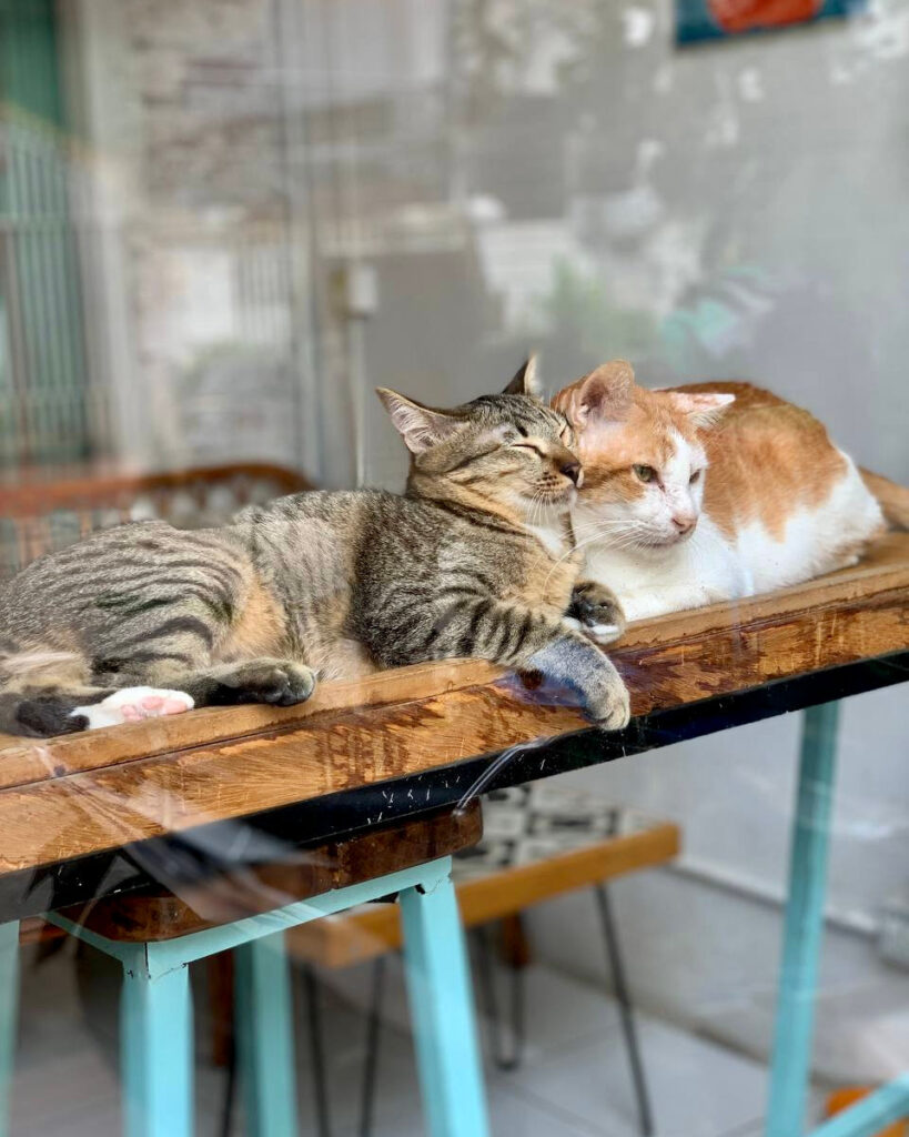 cat café window