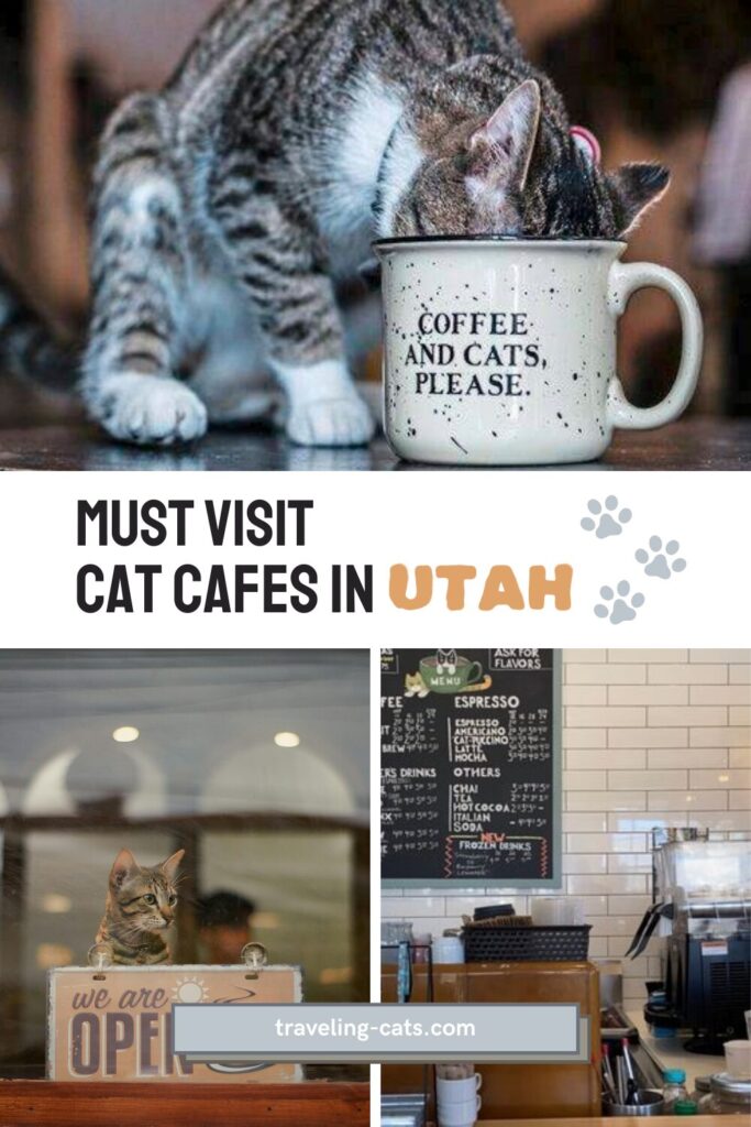 cat cafés in Utah