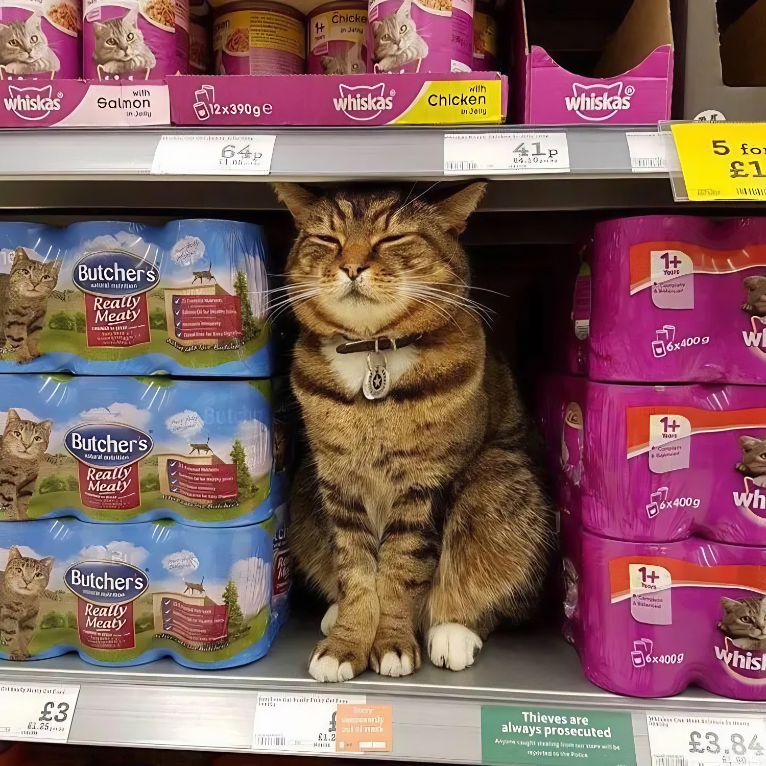 cat in supermarket