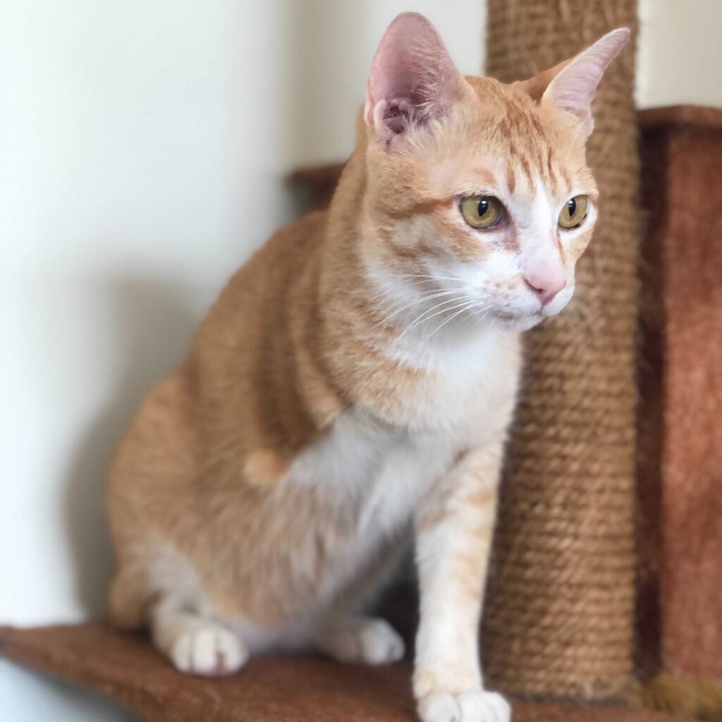 ginger cat missing leg
