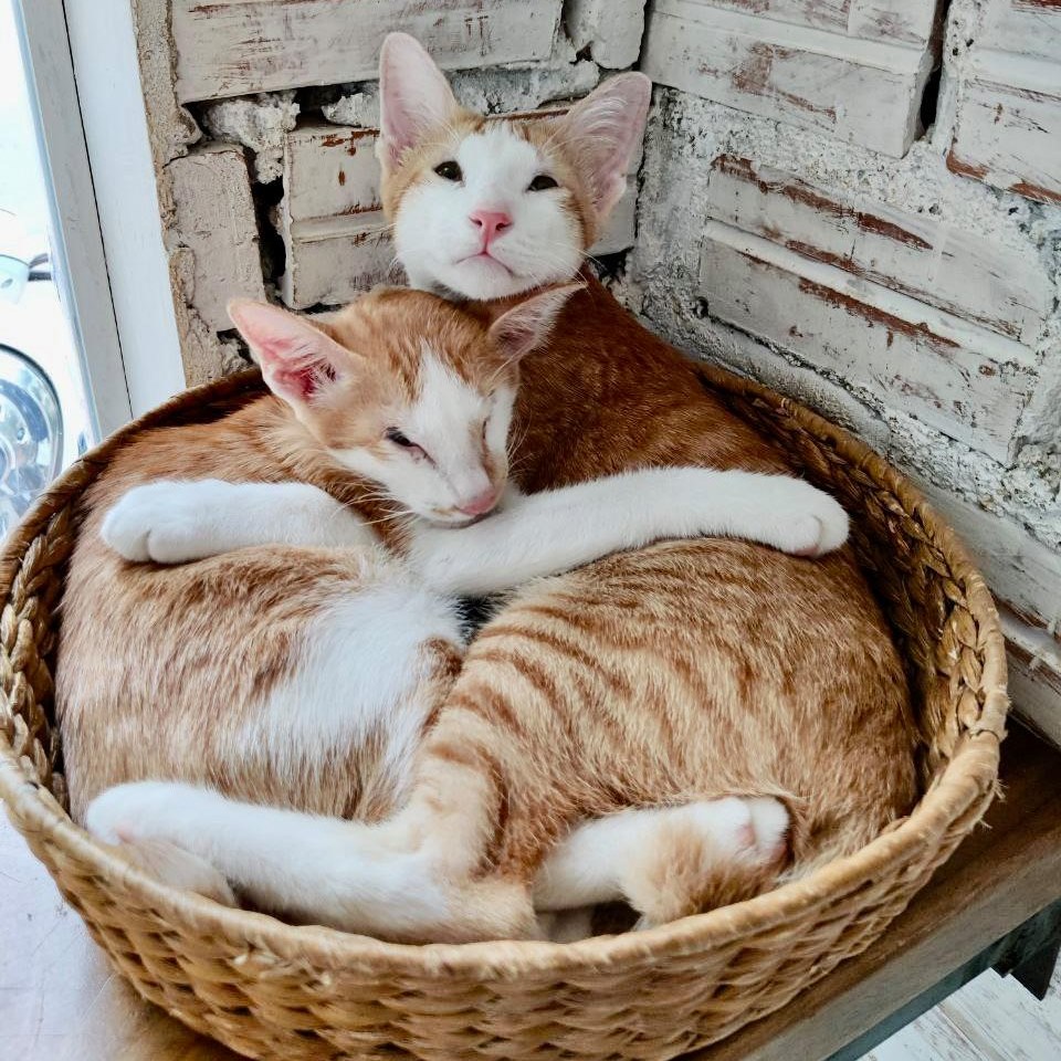 cat rescue Cambodia