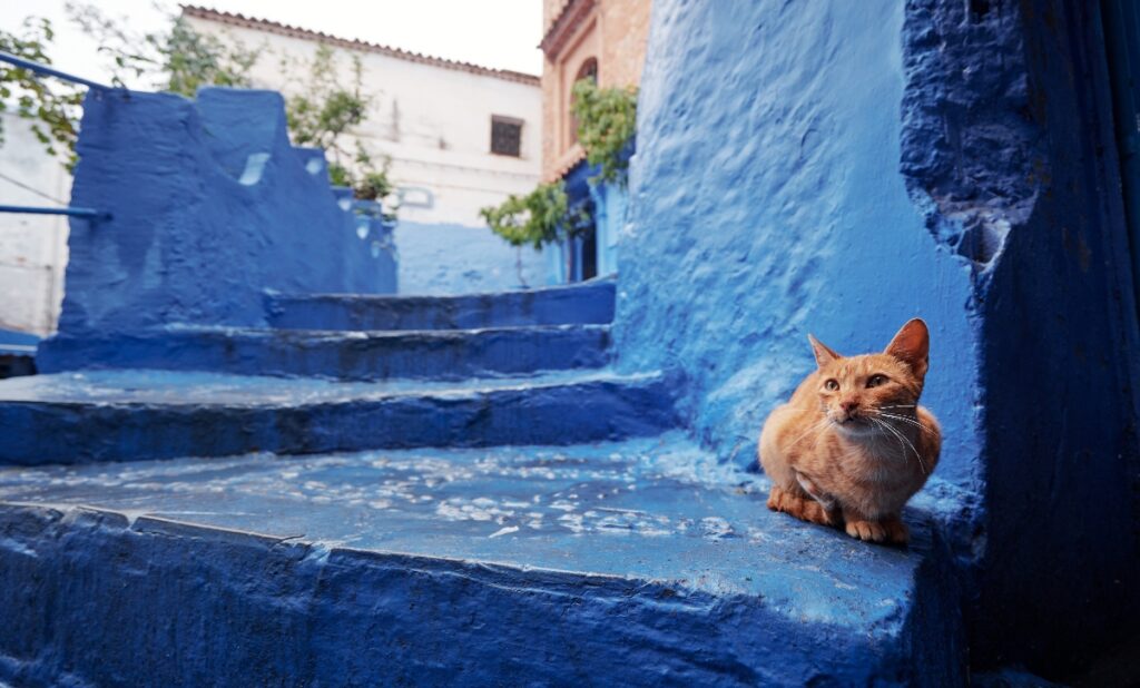 Chefchaouen cats